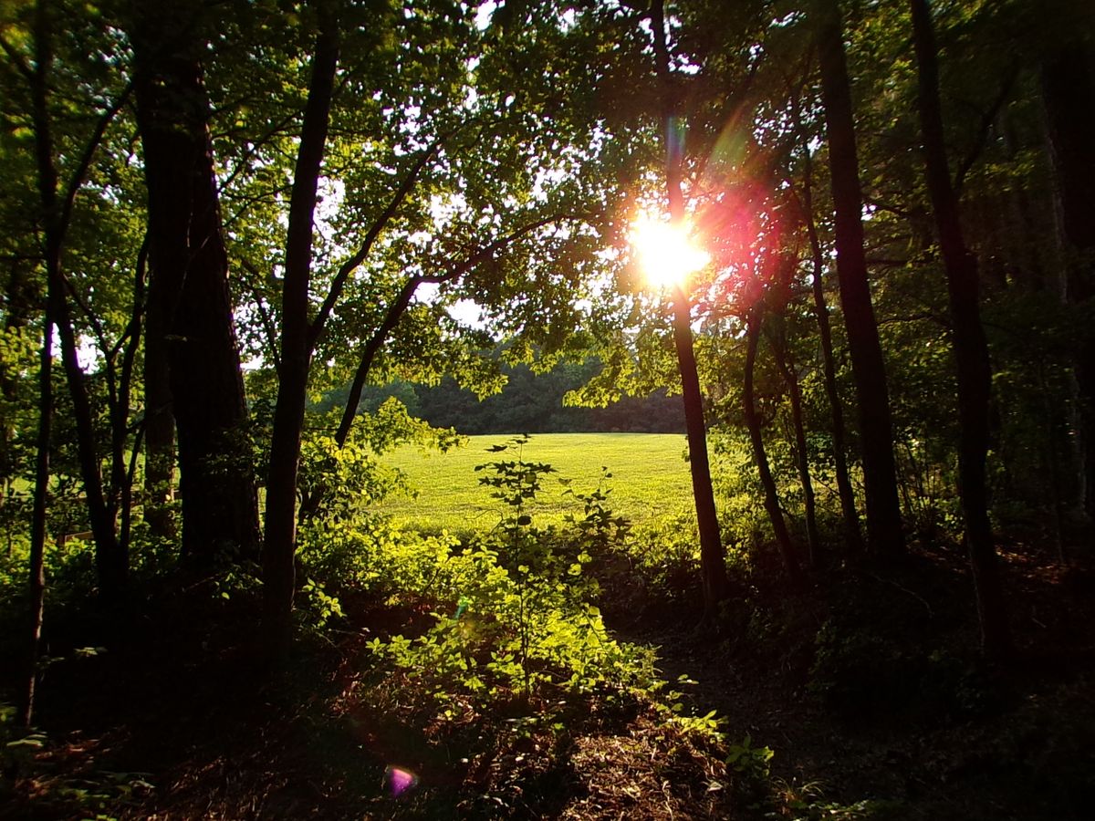 View of the field through the trees. Dusk is the most beautiful time at the park.