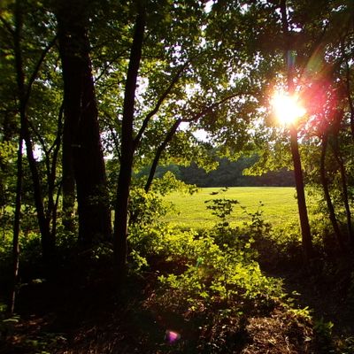 View of the field through the trees. Dusk is the most beautiful time at the park.