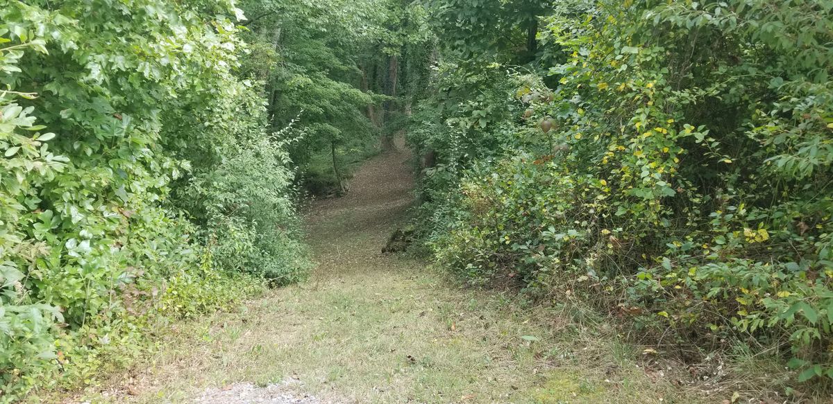 #11.  Another fun hole.  Snakes to the right downhill then finishes back to the left uphill.