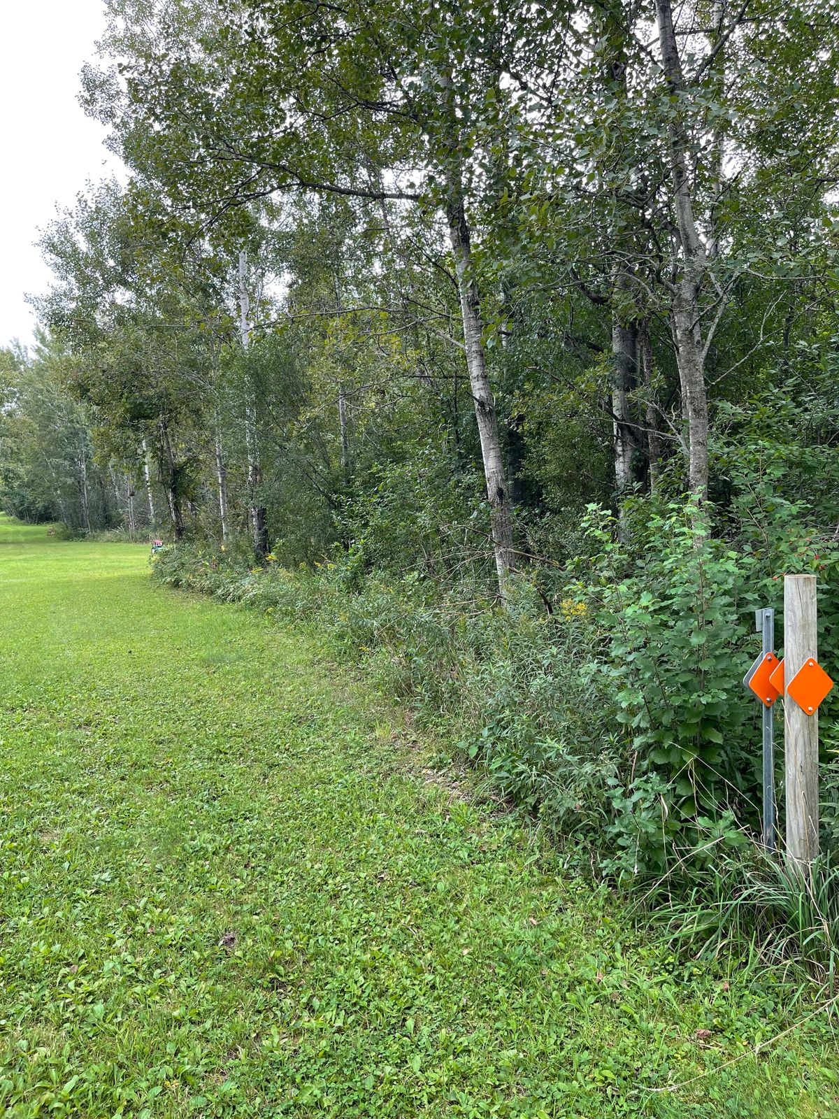 16 looking from the right of the tee before clearing of the rough on the right side 