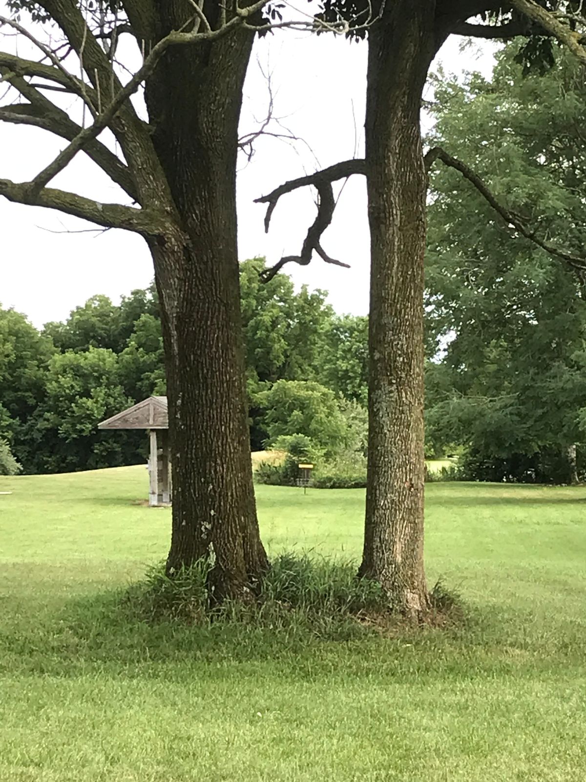 Hole 6… trees in the way!