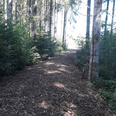 New woodchips for the ground on hole 7 and 8