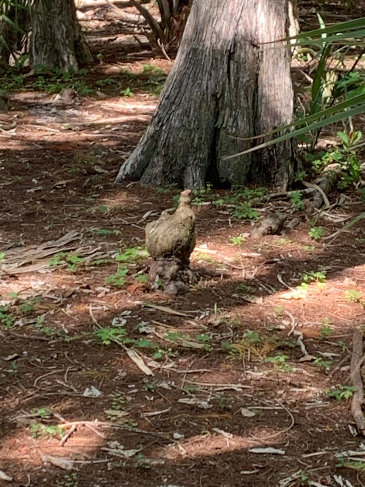 A little nature art.  The tree root that looks like a chicken just left of 13  tee pad.