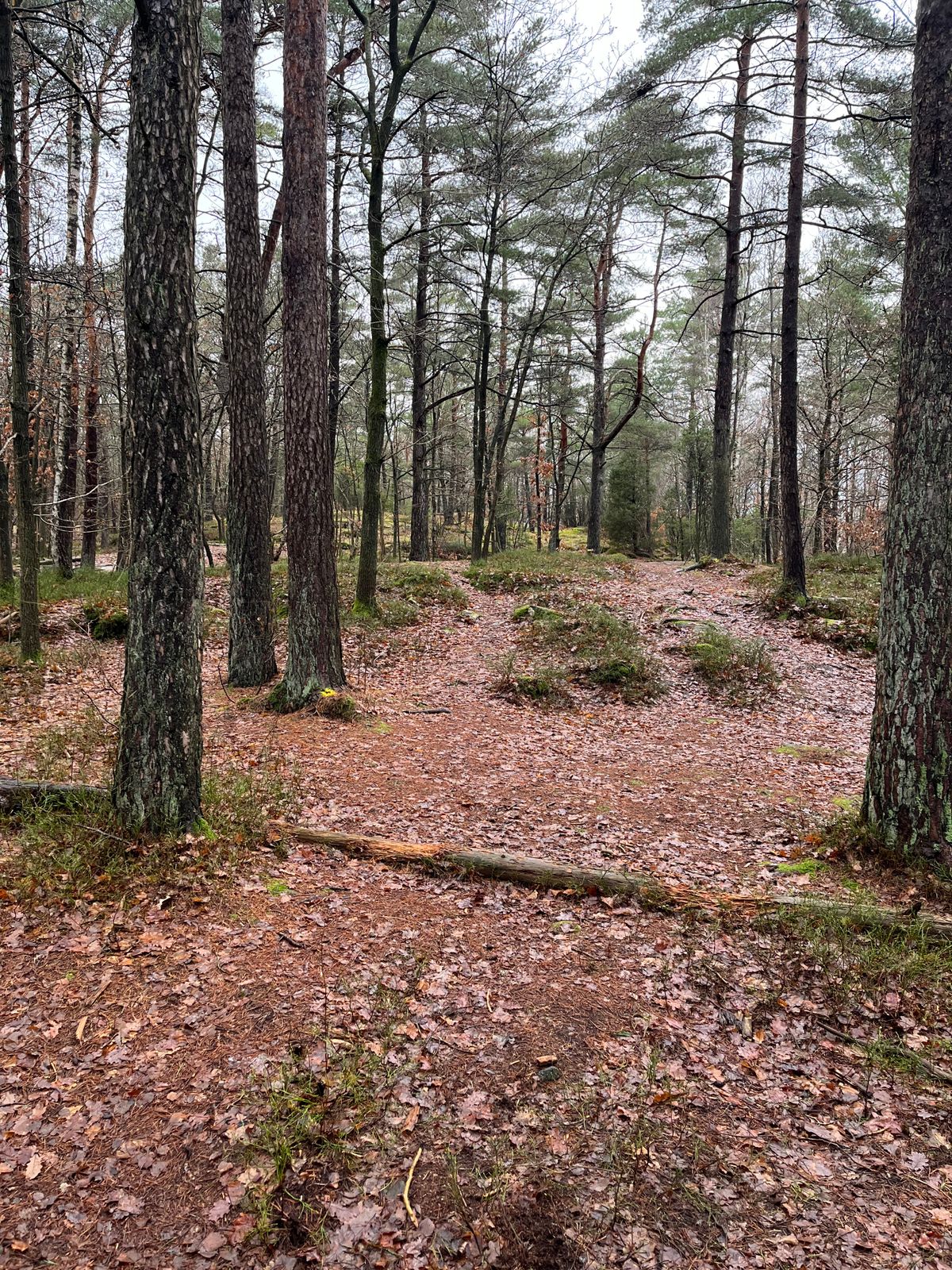 Hål 8. The basket is way back straight from the tee