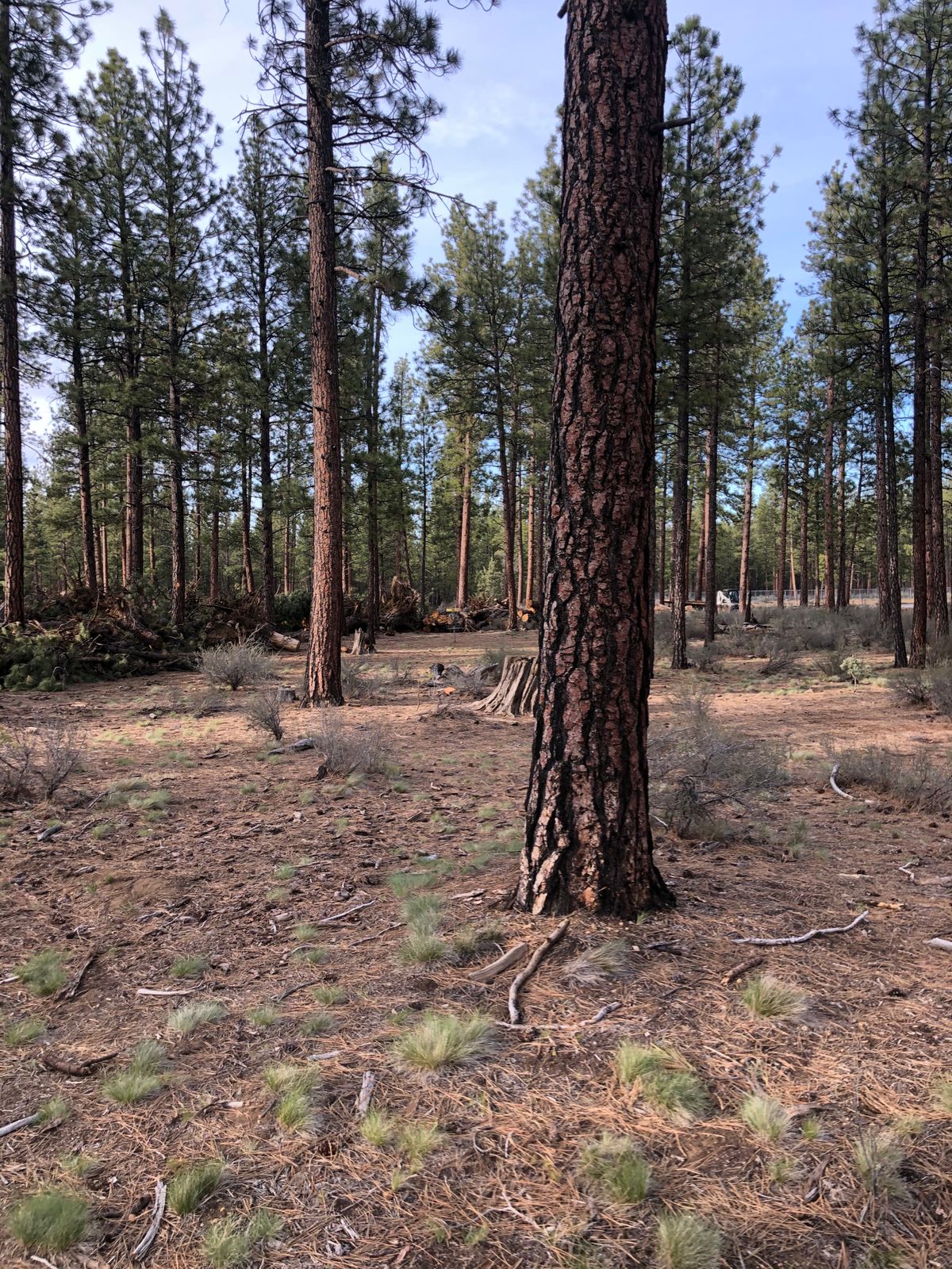 14 fairway
