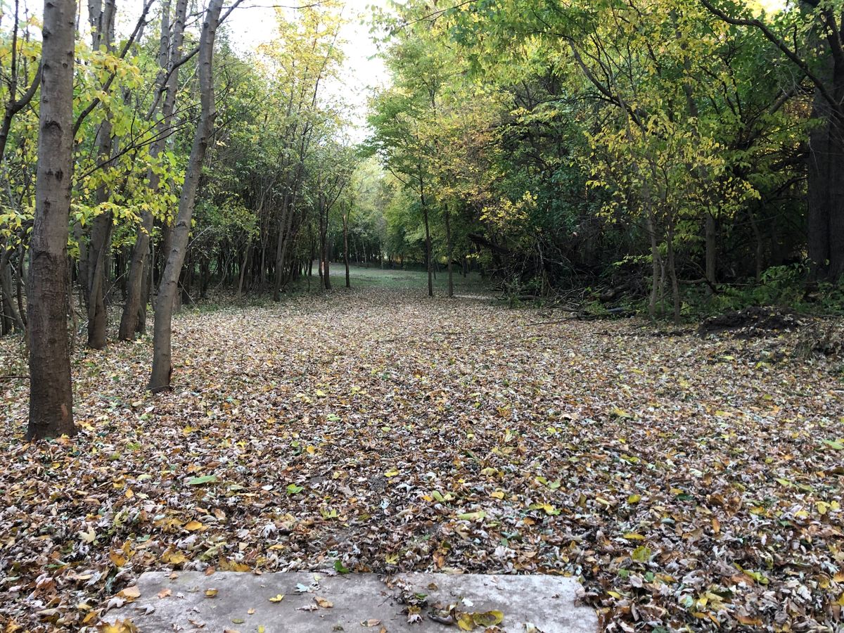 Washout Woods (McAllister Park South)