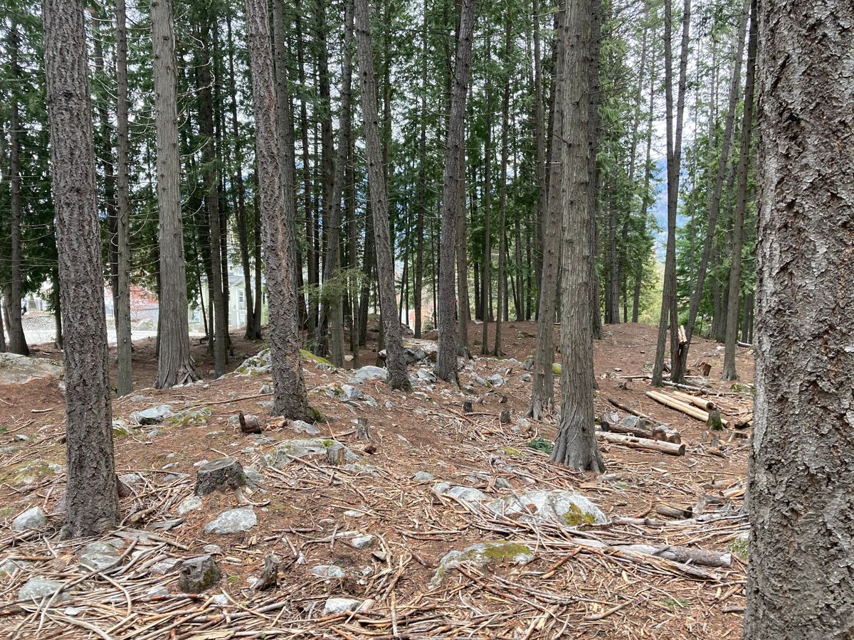 Trees on the approach shot on Hole 5