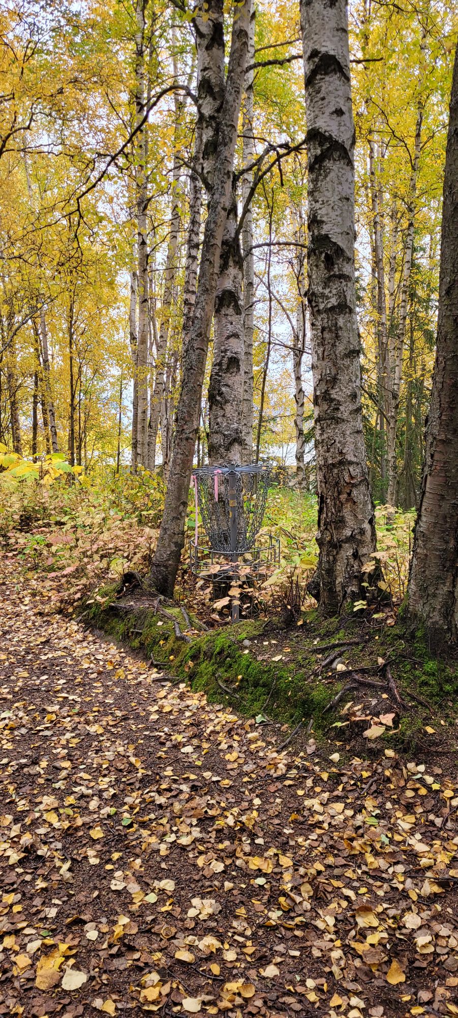 4's Tee to Basket, Part 5