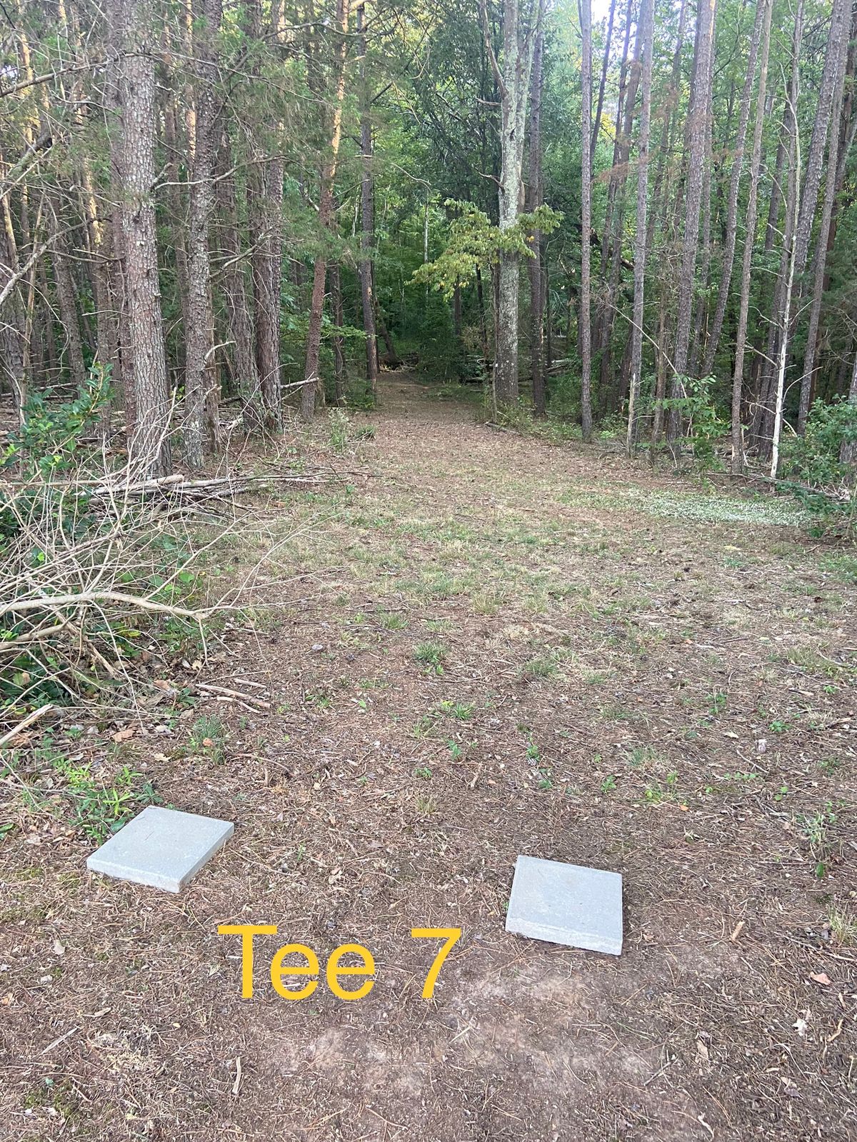 Basket just left of left side tree line.