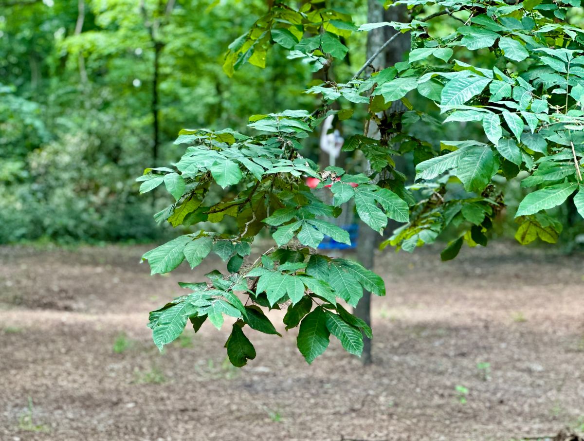 Hole 4/5 (Depending upon layout played)