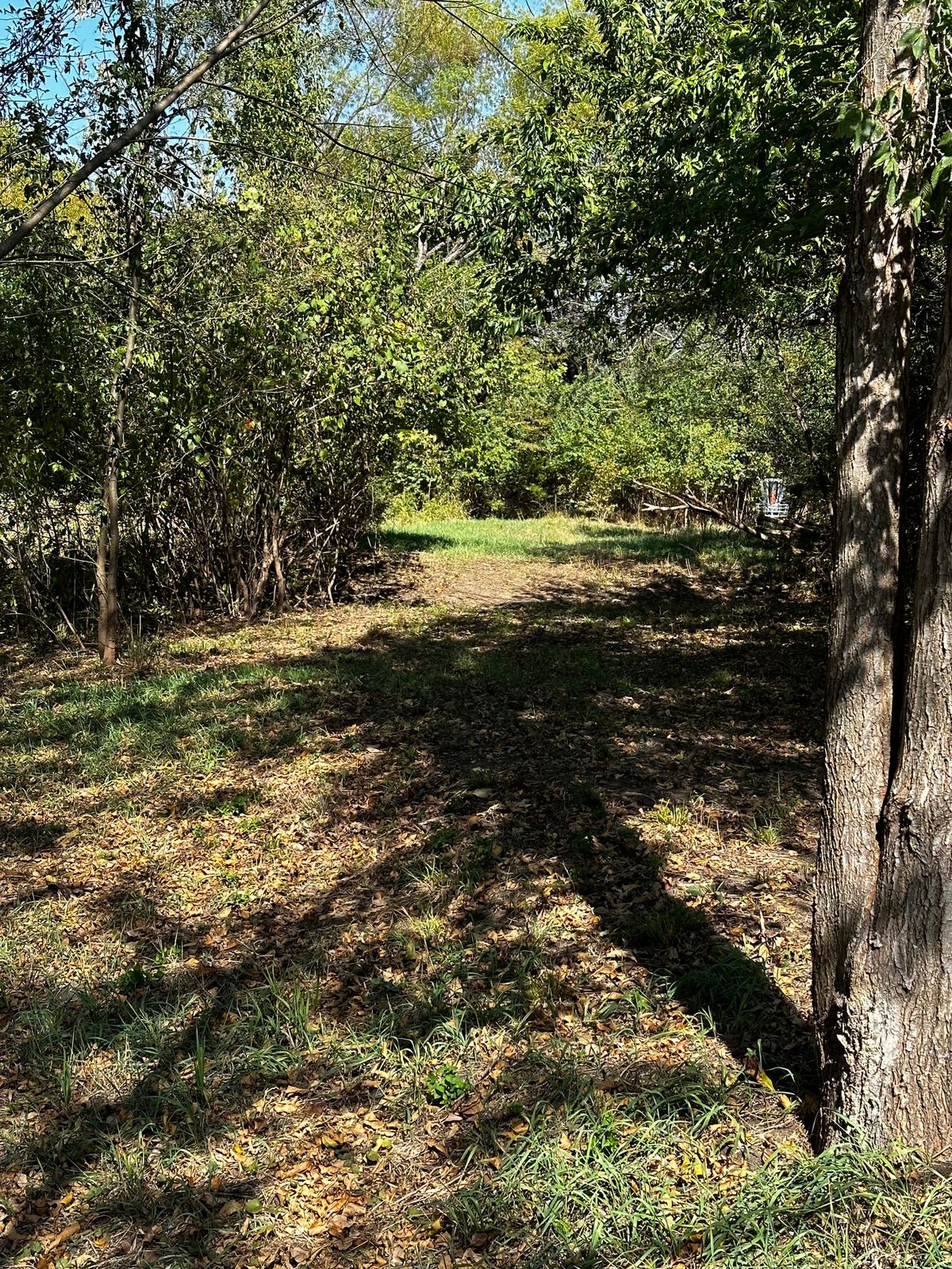 view from beginning of fairway opening to basket