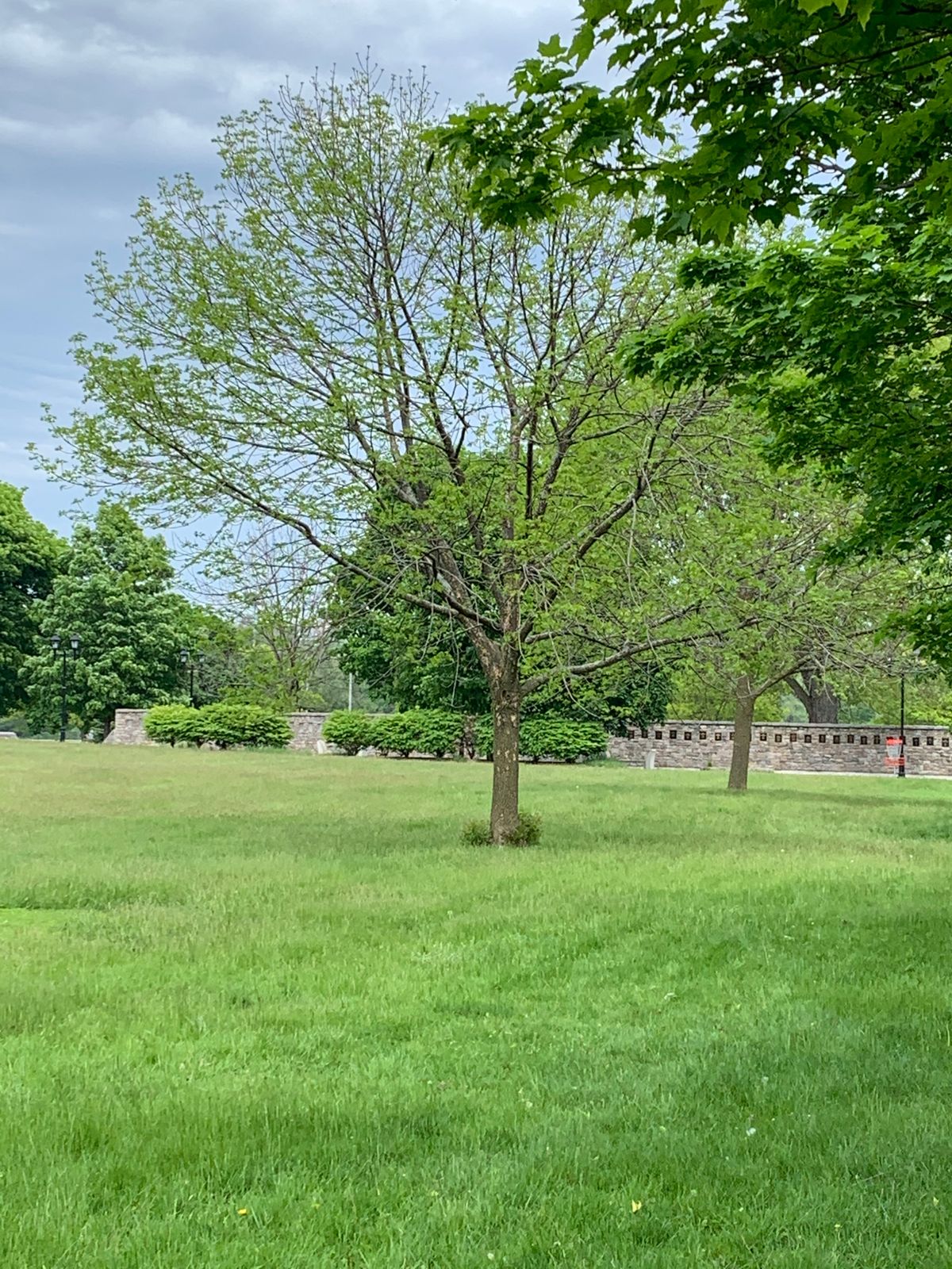Hole 9 mando tree left/basket