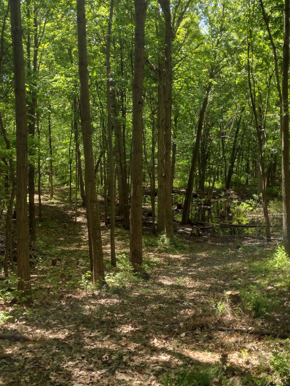Tee from hole 17
