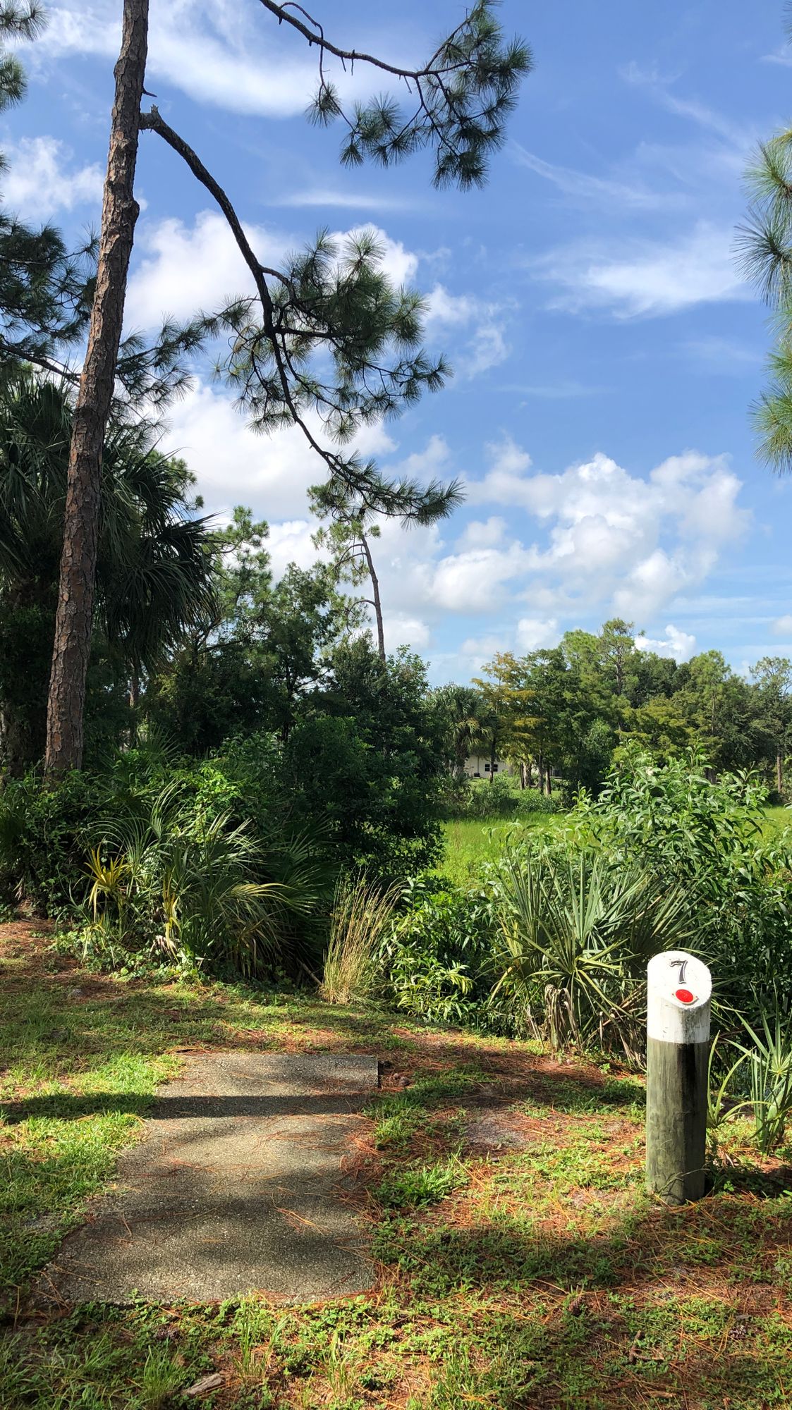 Hole 7 teepad, red tees