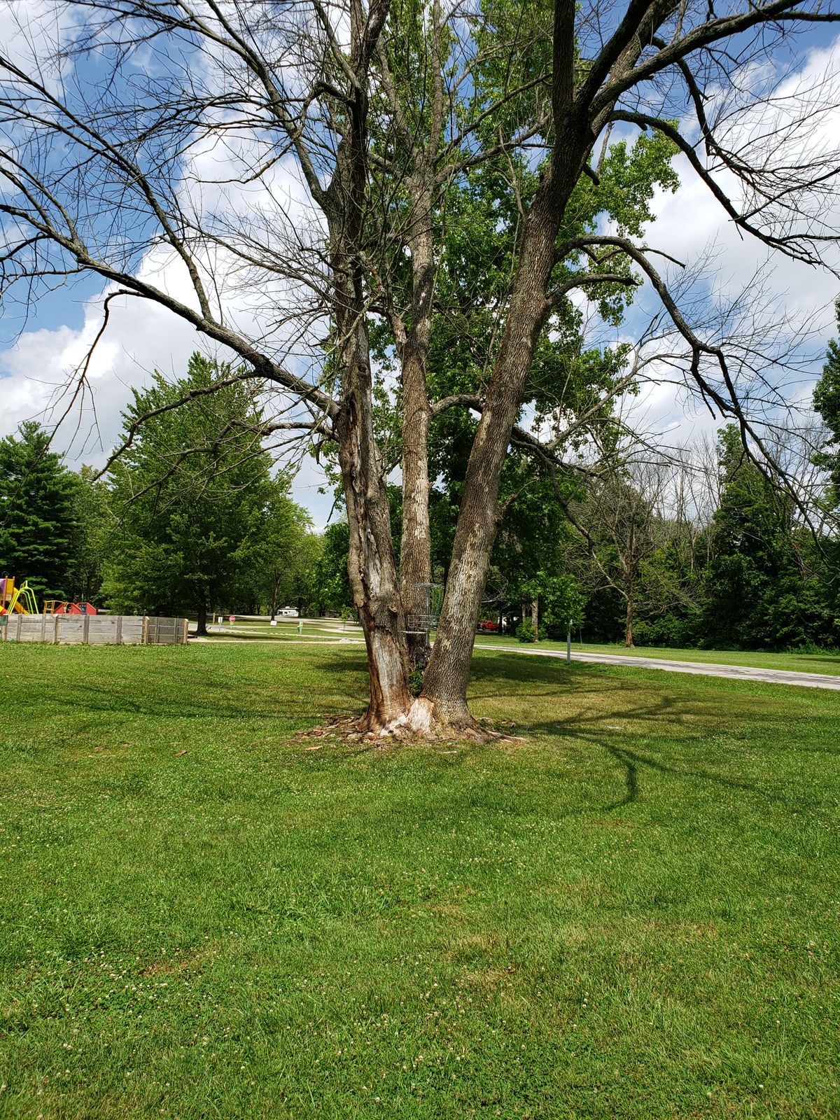 #6 Basket in Tree.