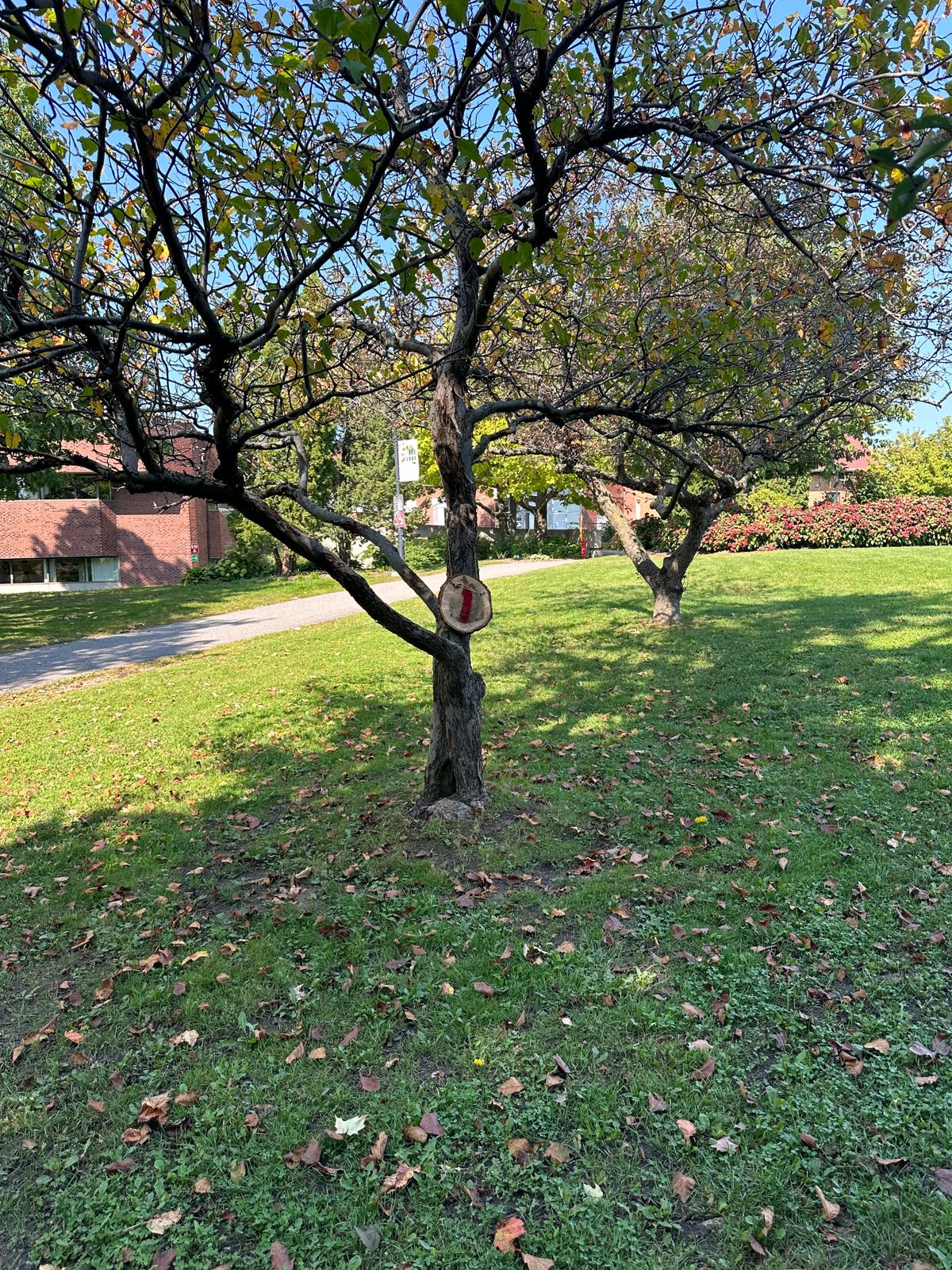 Tree target of 1
