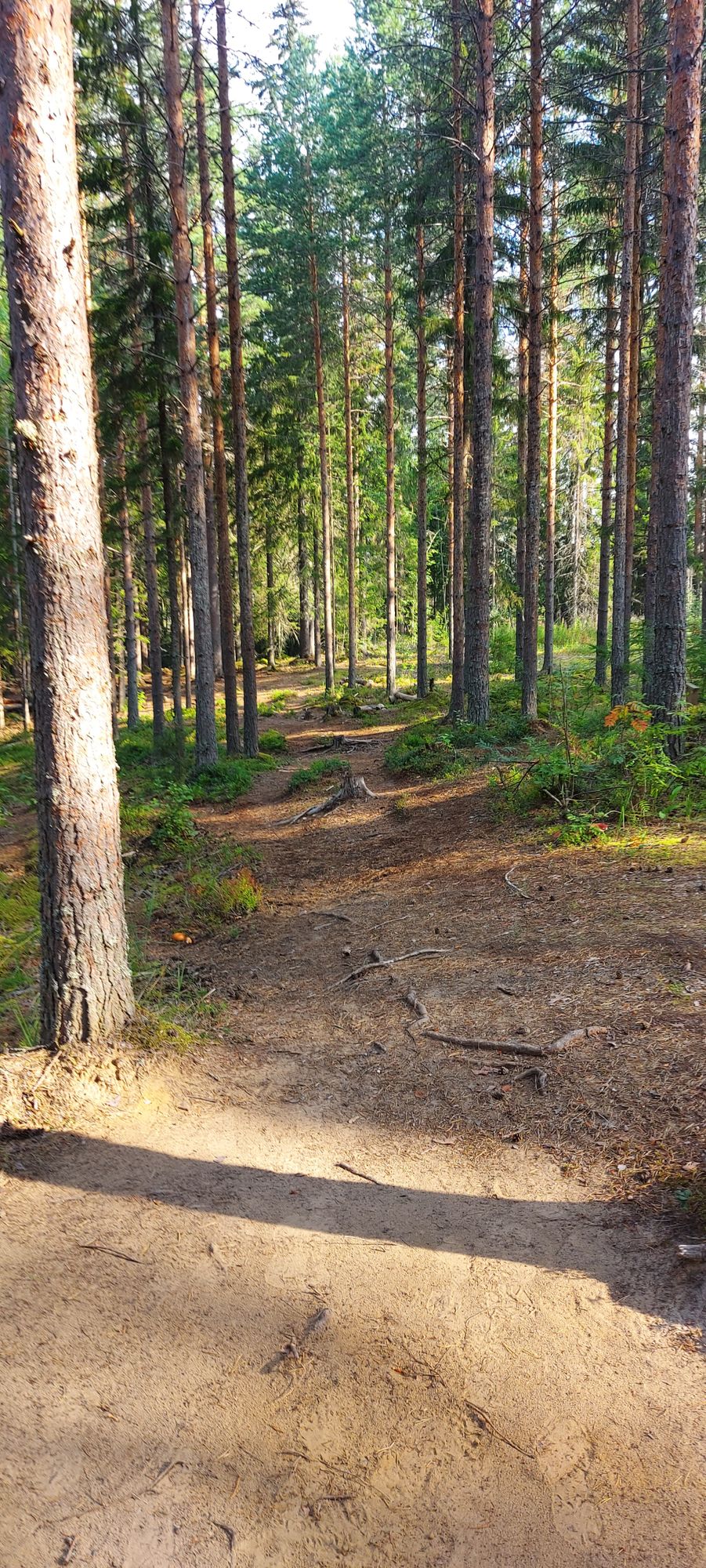 Tee 11