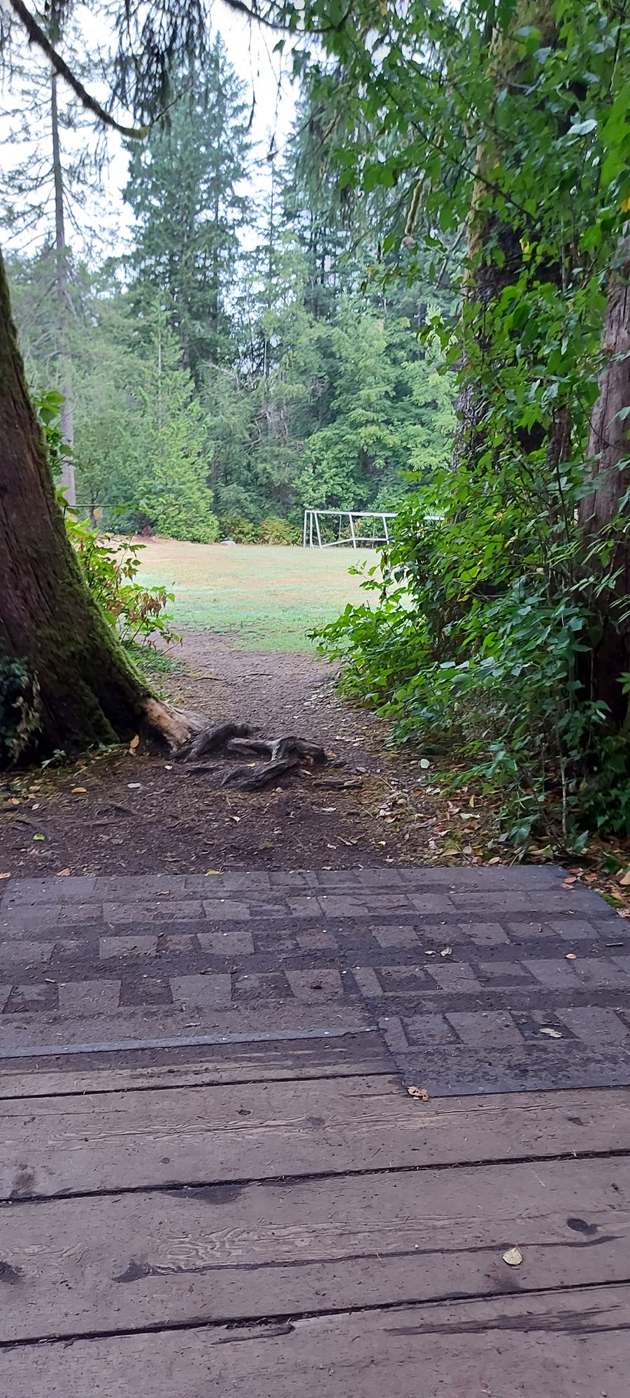 Tee pad 3.🌳🌲🍁🍀