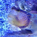 frans11