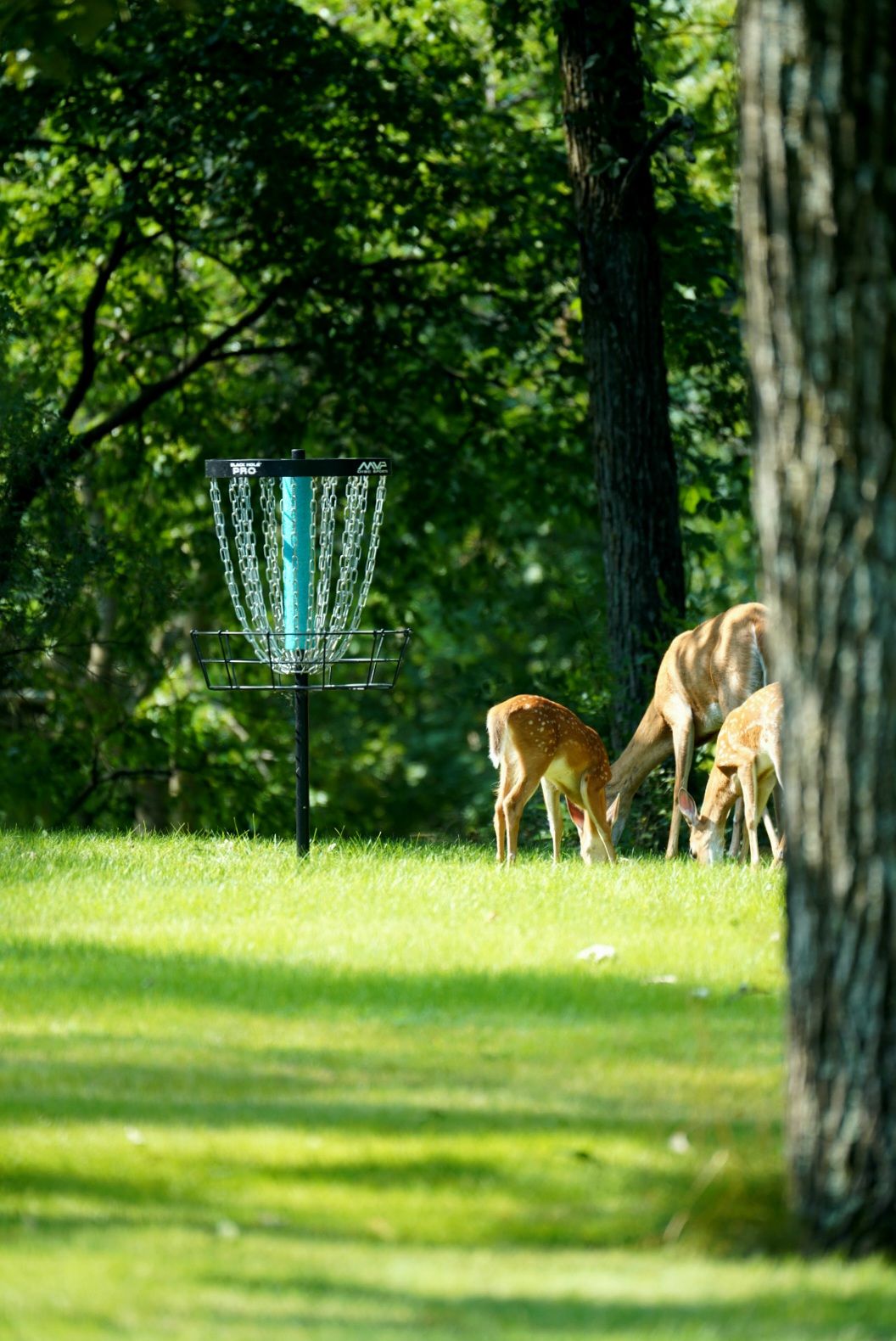Bryn Mawr Grove Dousman Wisconsin UDisc Disc Golf Course Directory