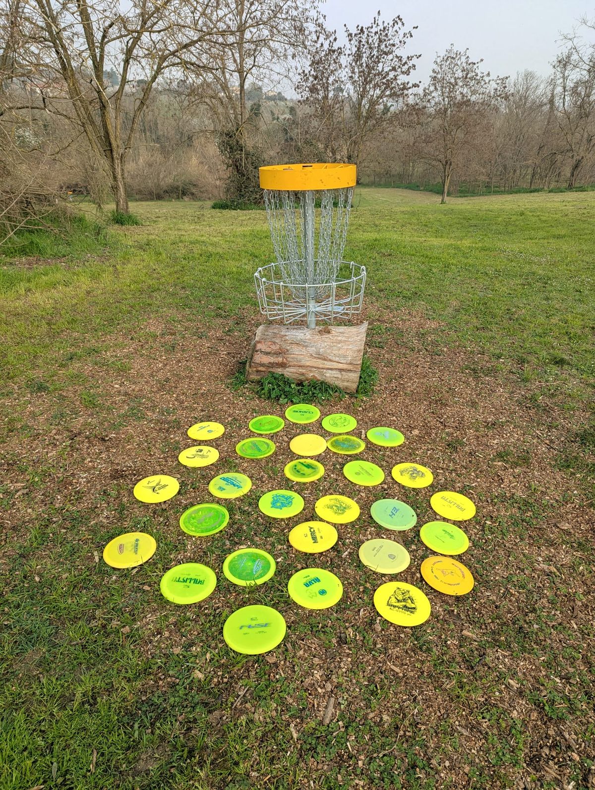 Mimose alle Ginestre (8 marzo 2026)