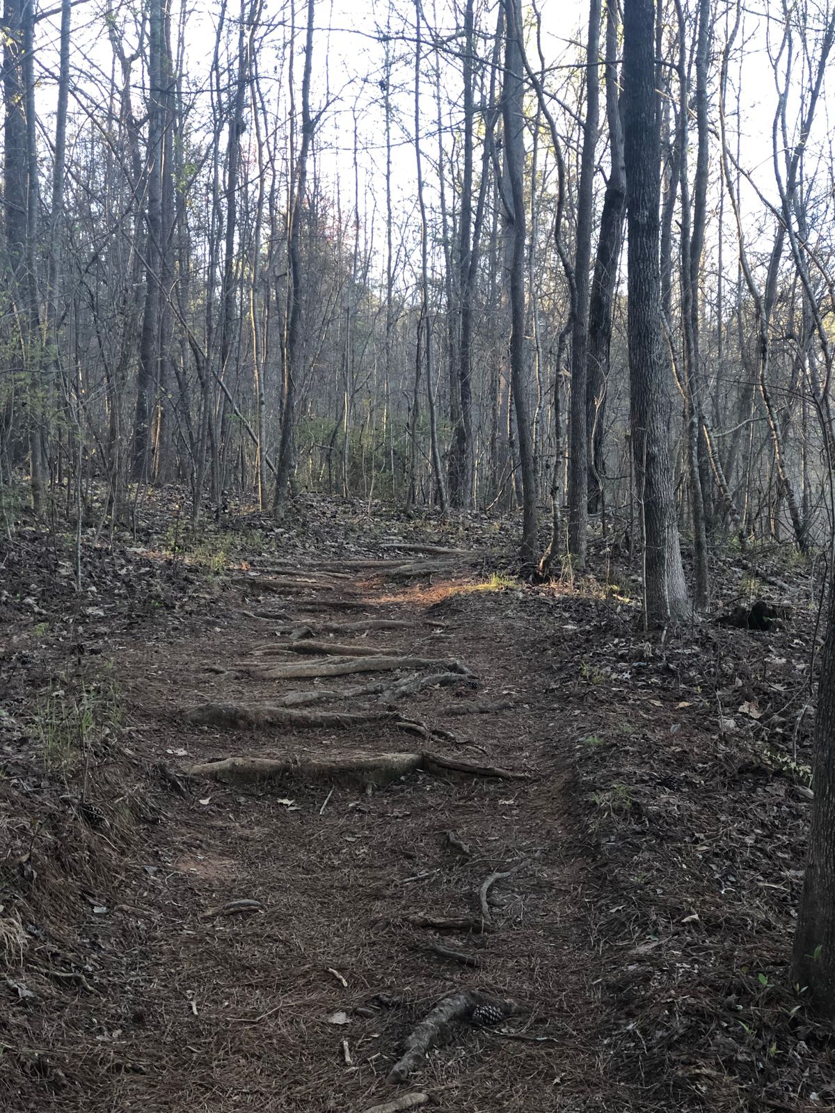 Walk from 13 tee pad to basket