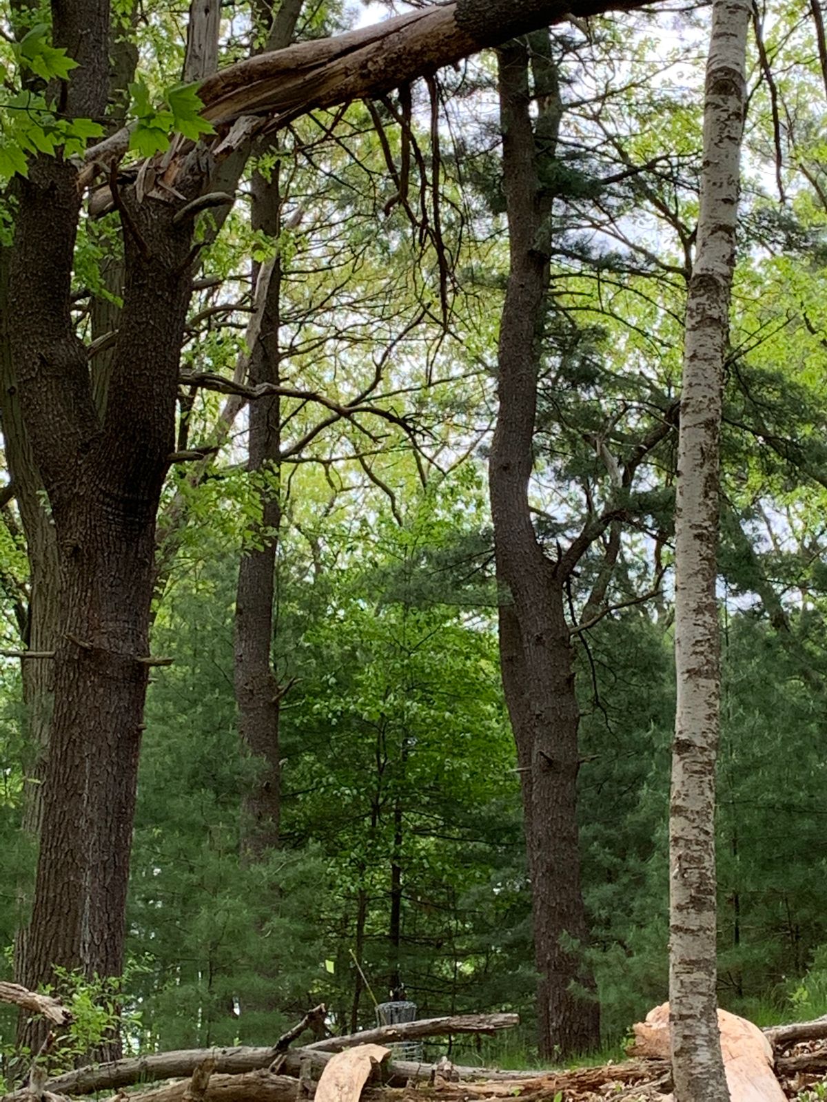 Big tree limb ready to come crashing down on the suspended basket hole (Hole 4)