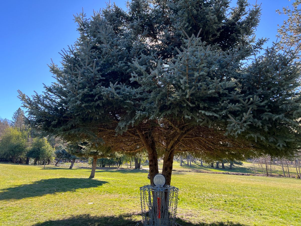 Super cool tree hole 15