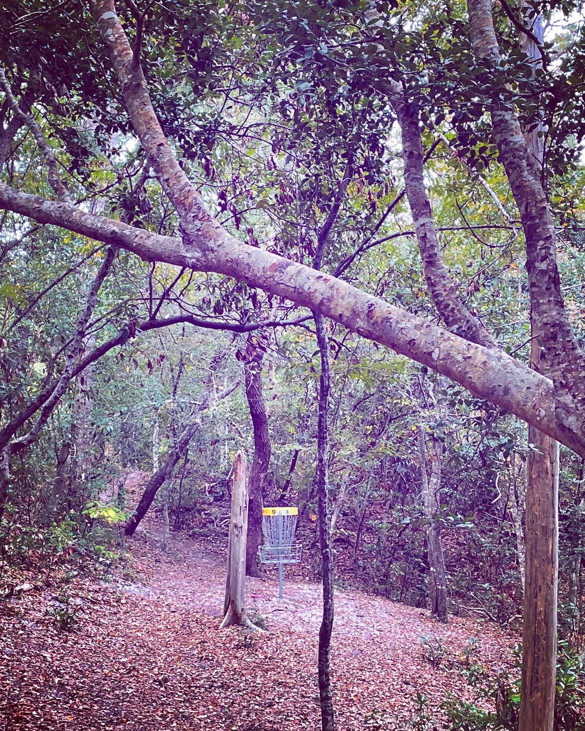 The basket for hole 9, after a dogleg right