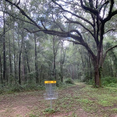 Grand Oak basket - #9