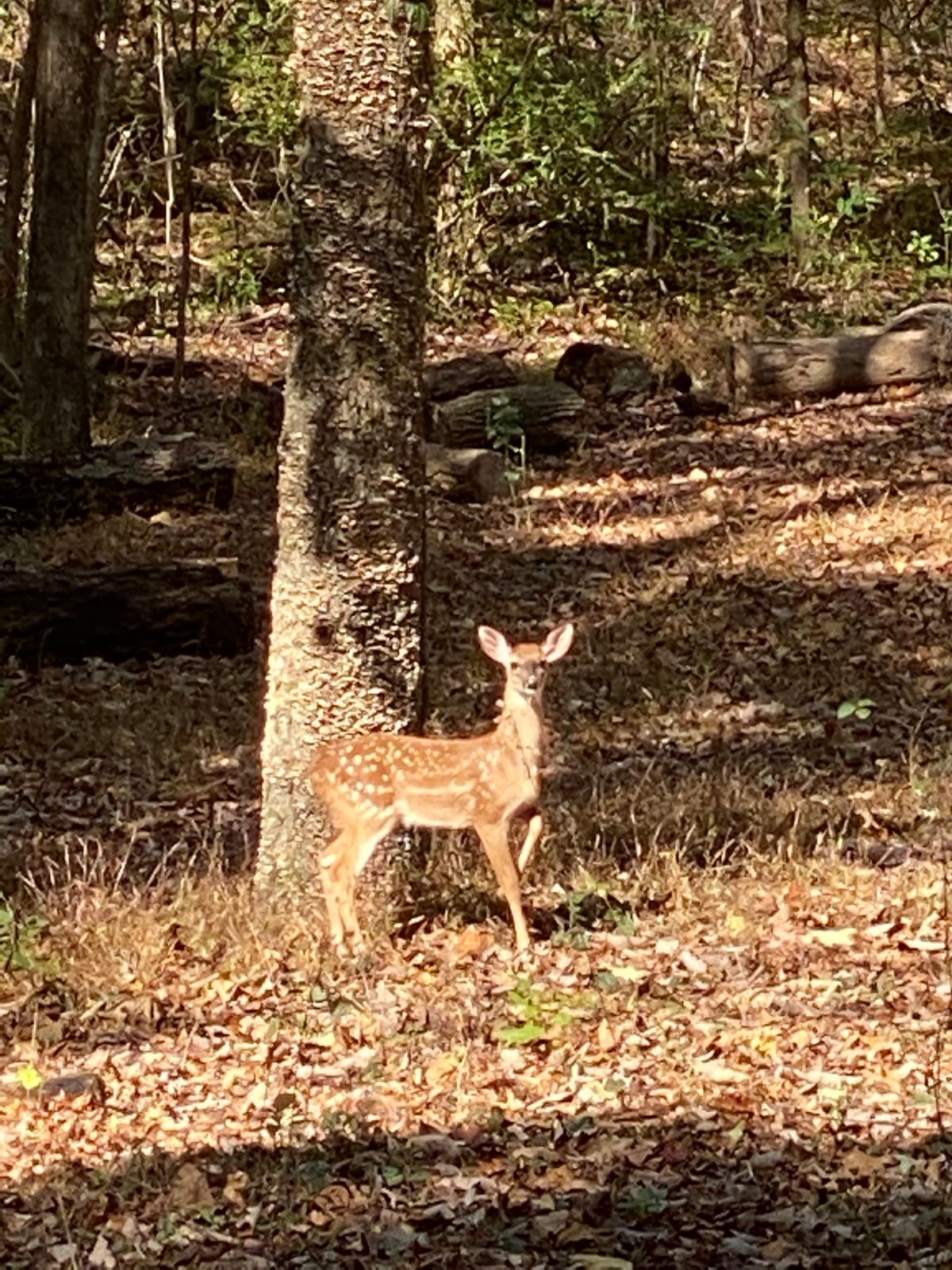Bambi