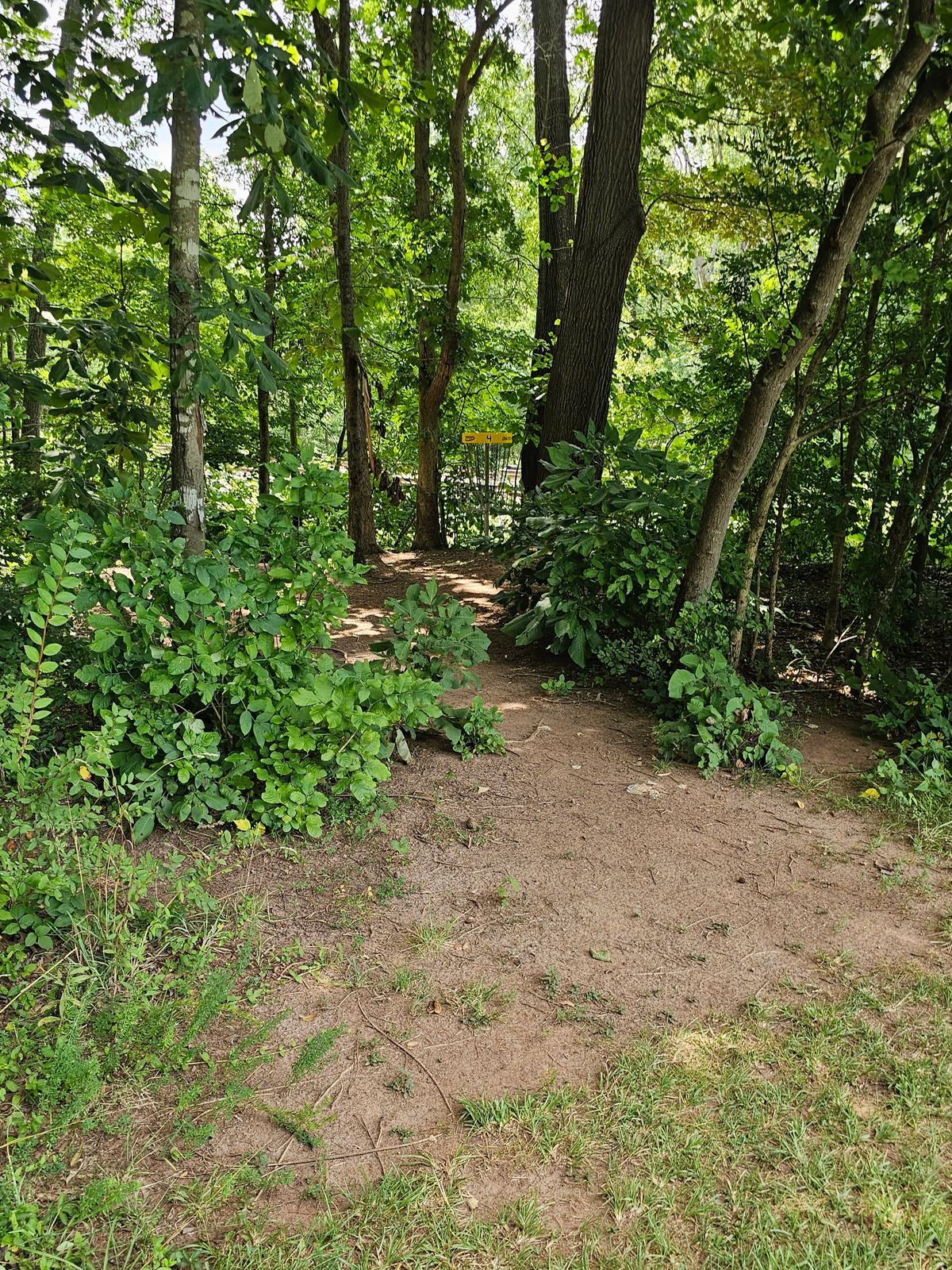 Hole 4's basket
