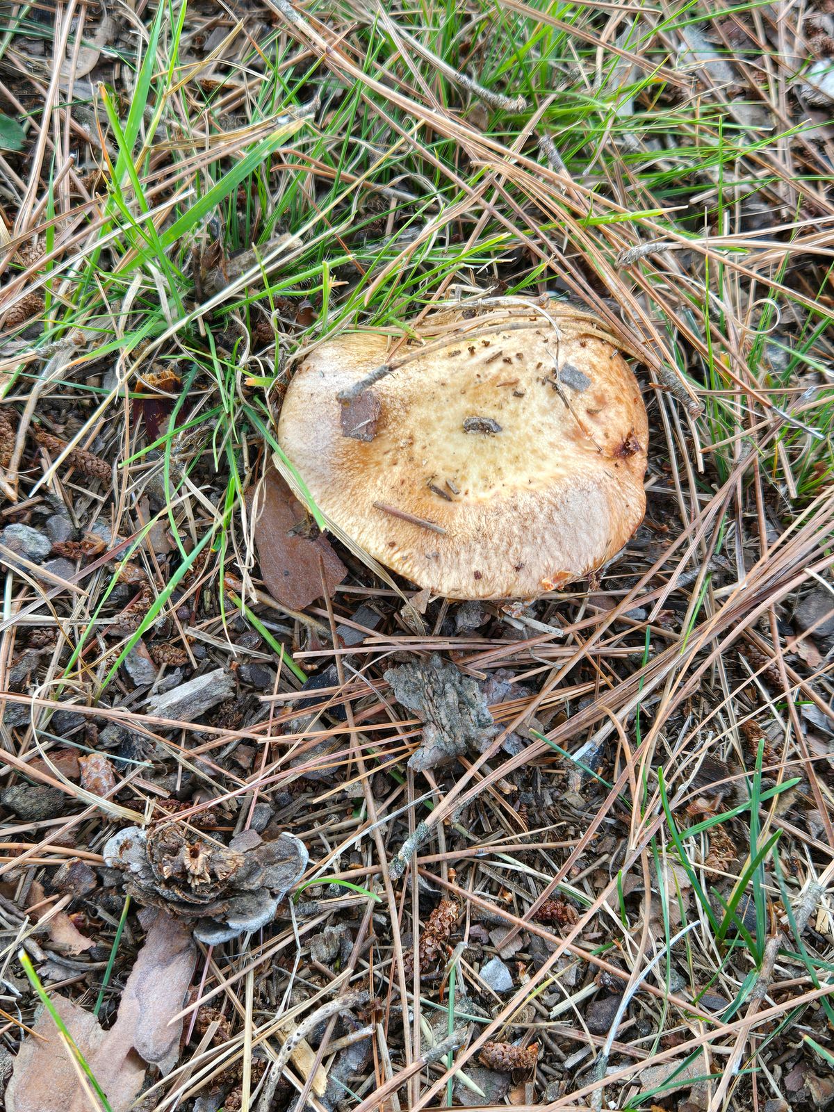 Happy shroom