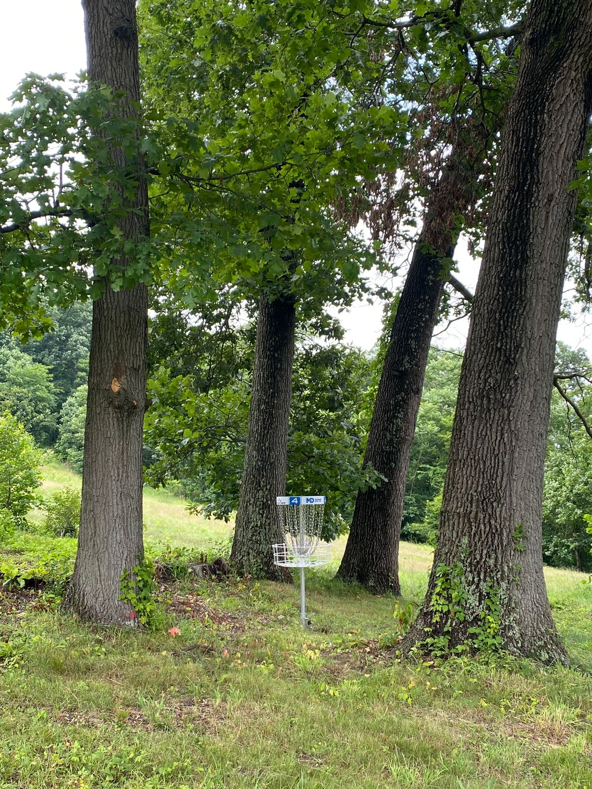 Basket among Trees