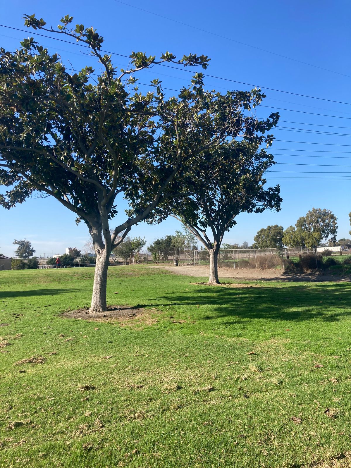 Hole 3 tree. One to the right. Pathways are OB
