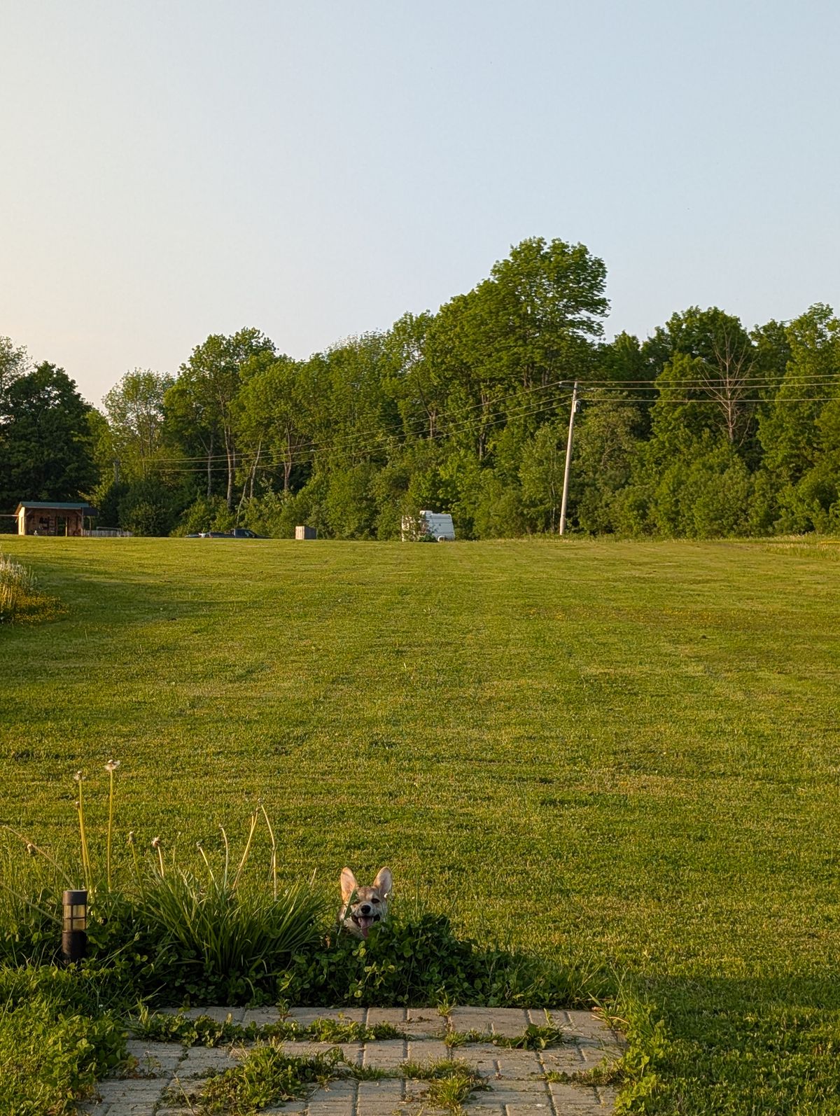 Hole 15 and the puppers