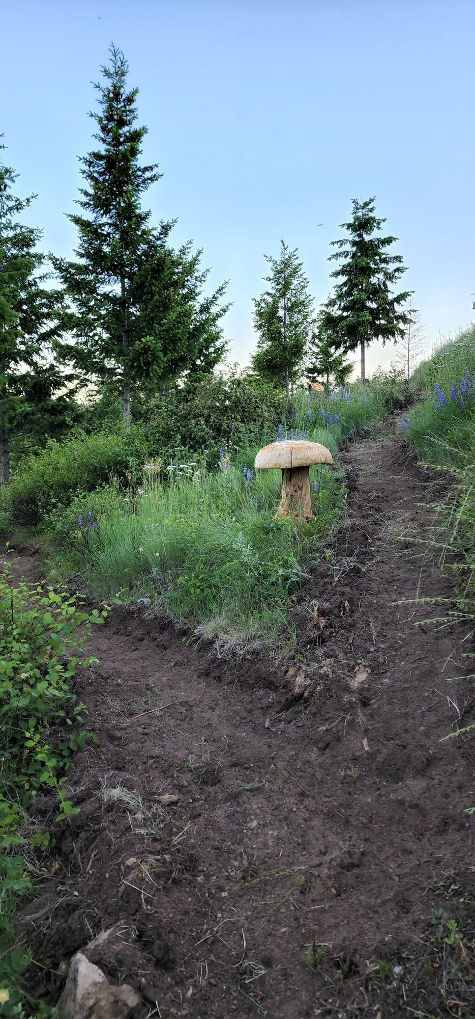 Hiking trails and a mushroom on the way to 8