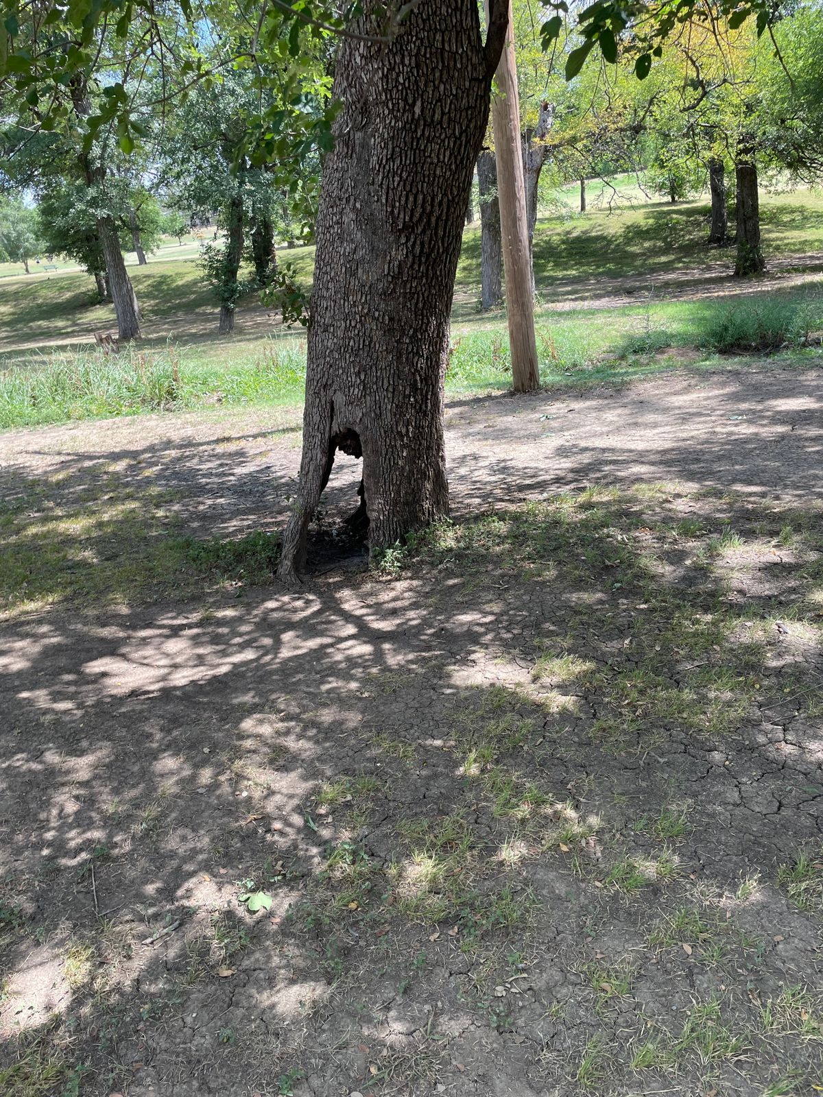 Walking trees
