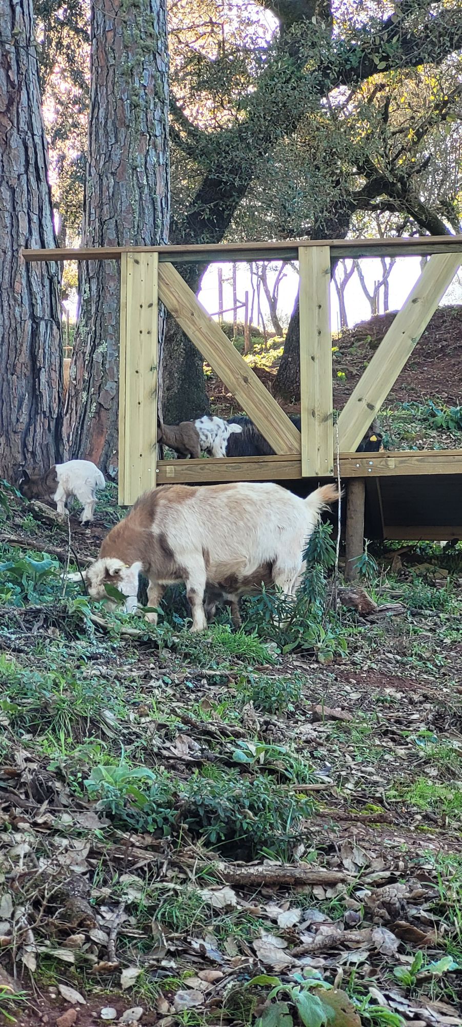 Land mowers in work