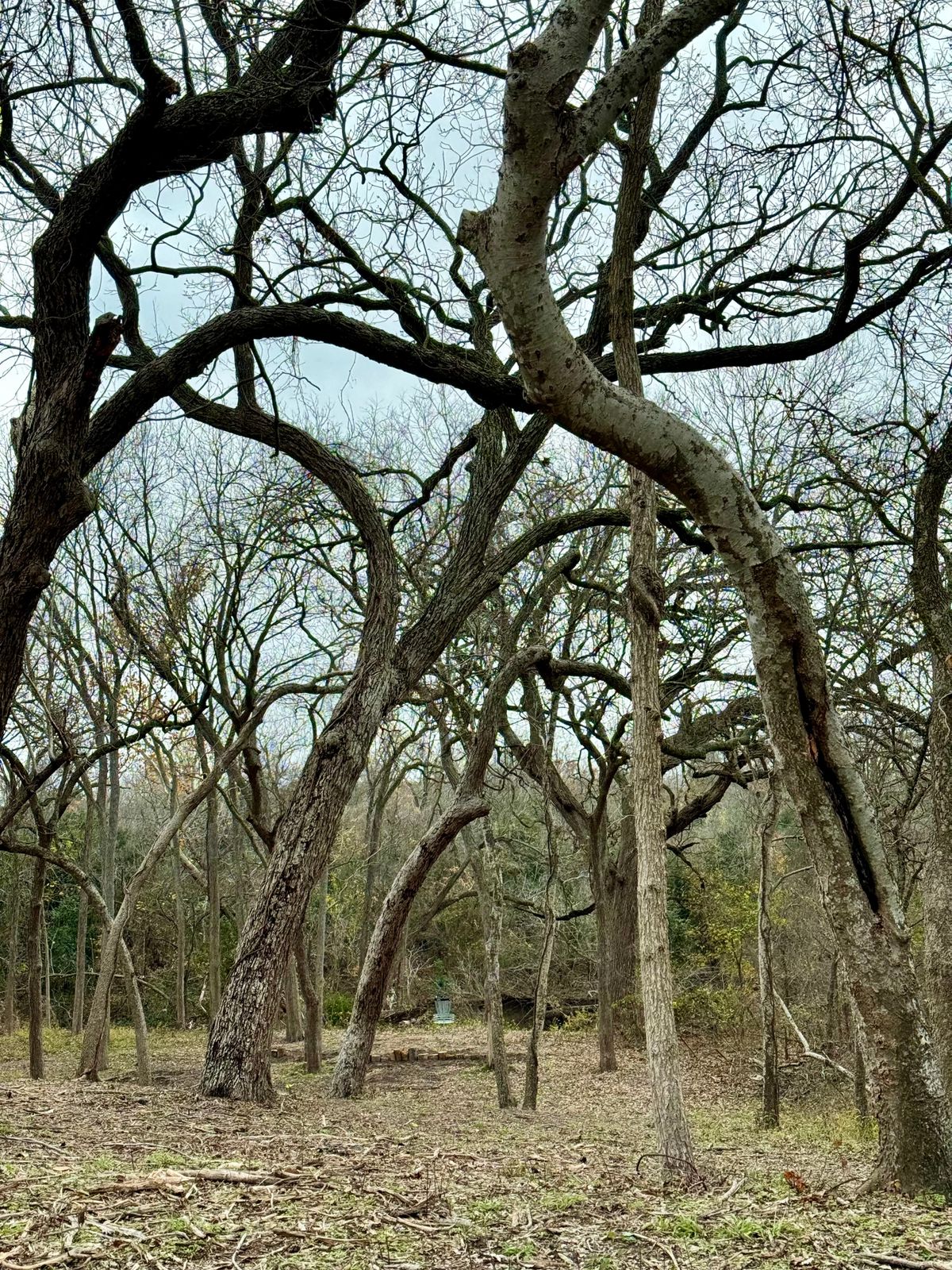 Through the woods, to hole 13’s basket we go.