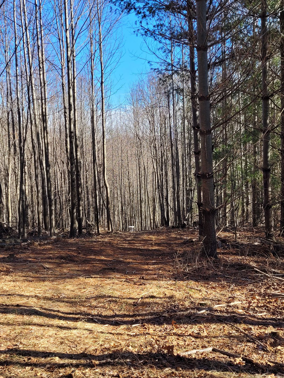 Hole #4 from fairway