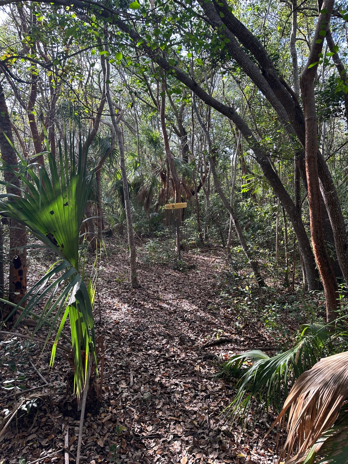 Follow the path to some hidden baskets