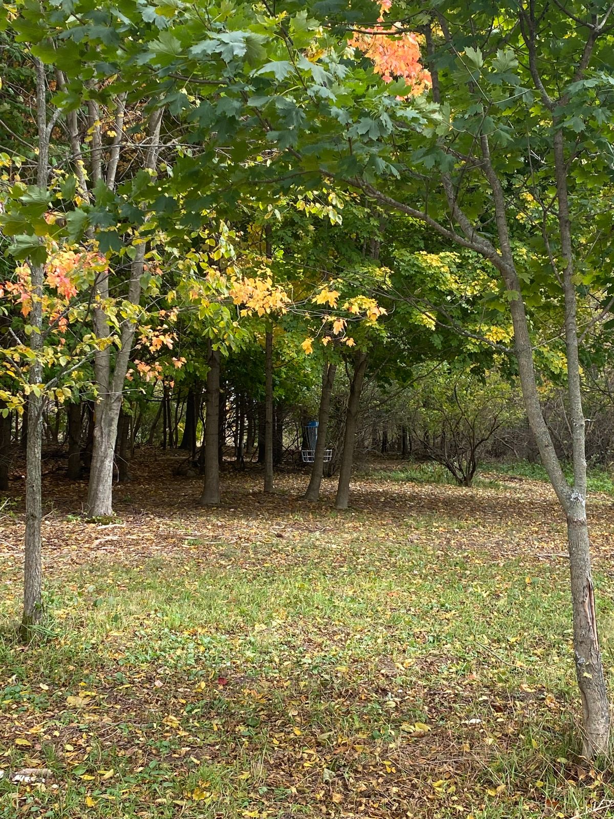 View of hole 10 basket (zoom)
