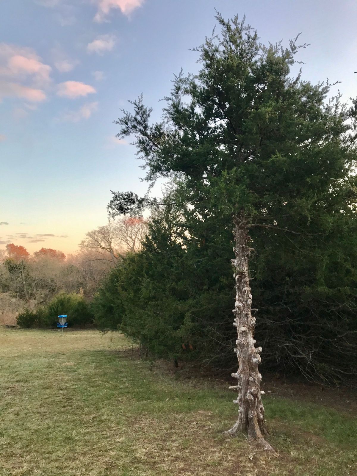 Hole 17 Tree