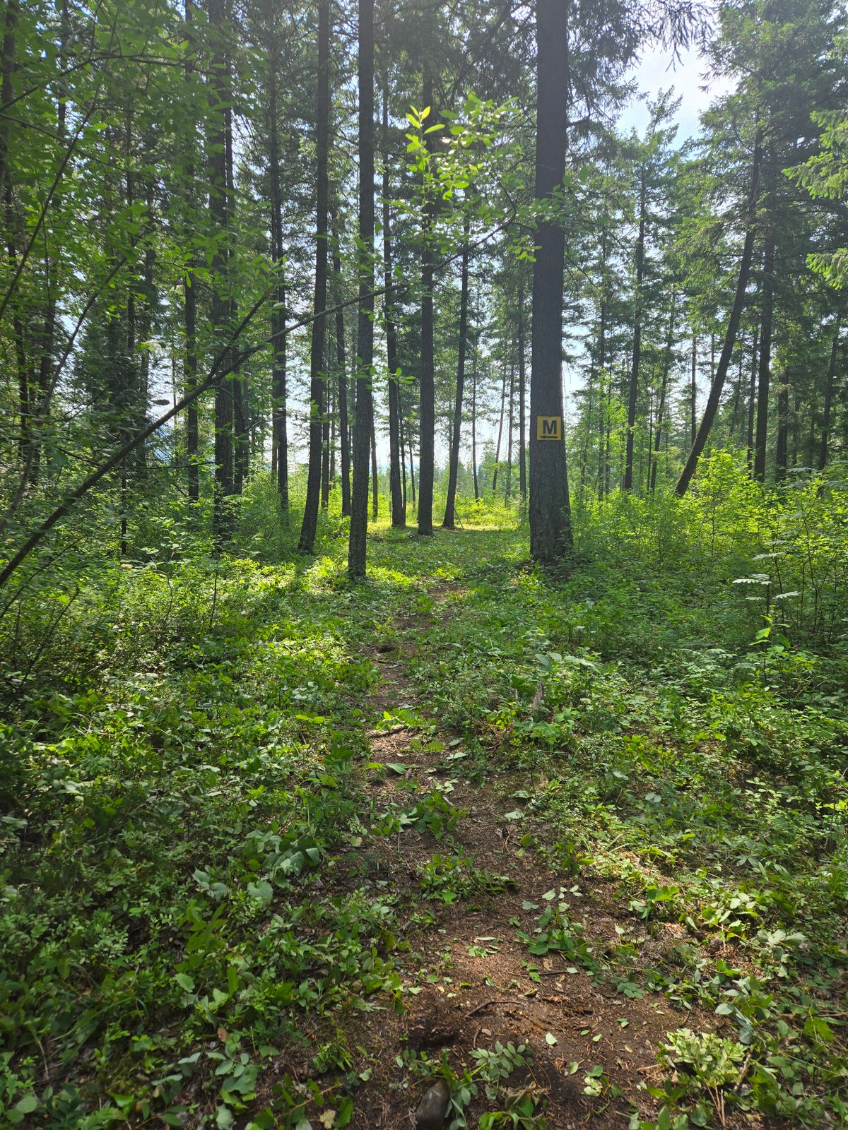 Hole 4