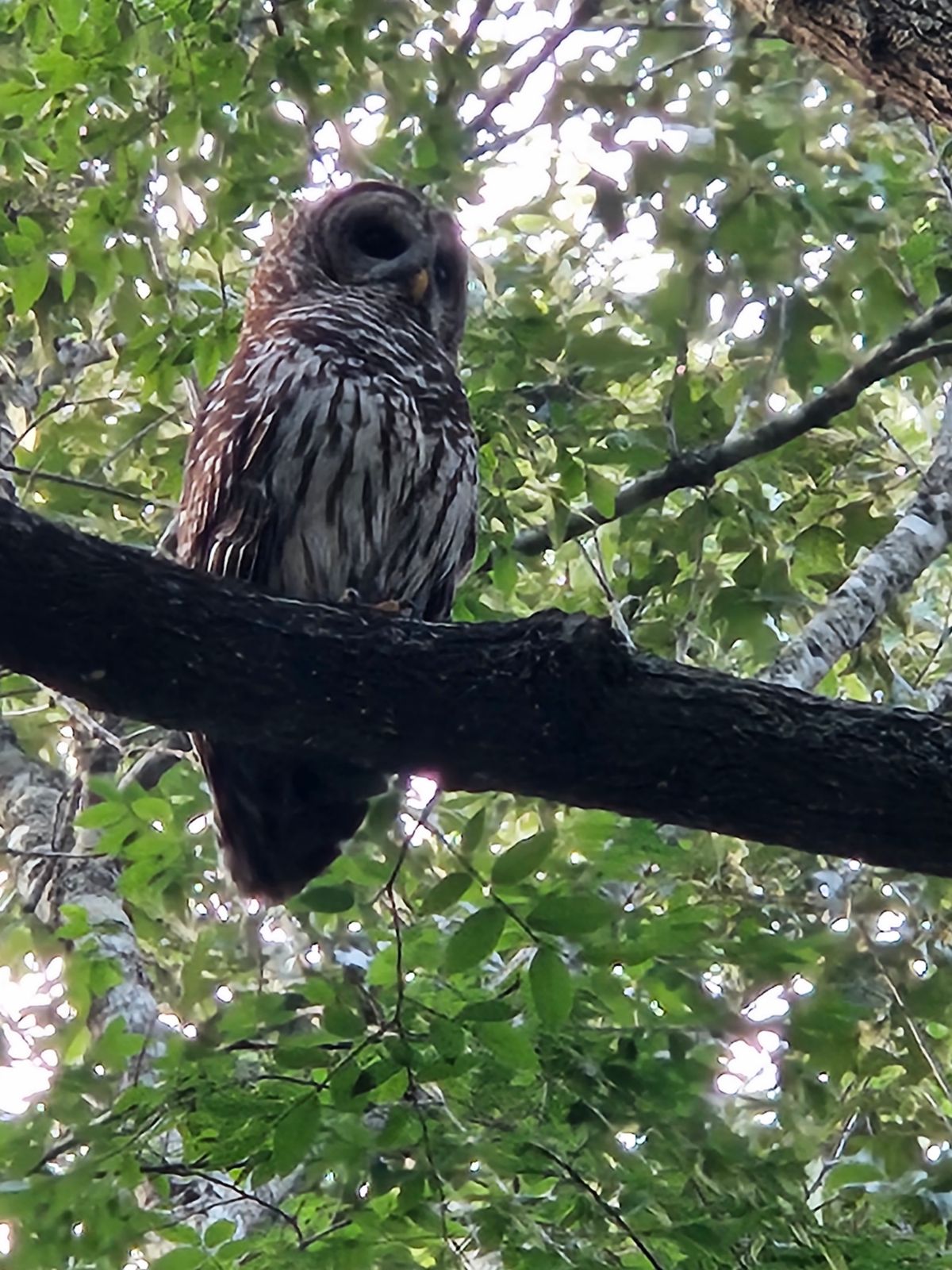 Owl Pacino watching my bro go for par on hole 6