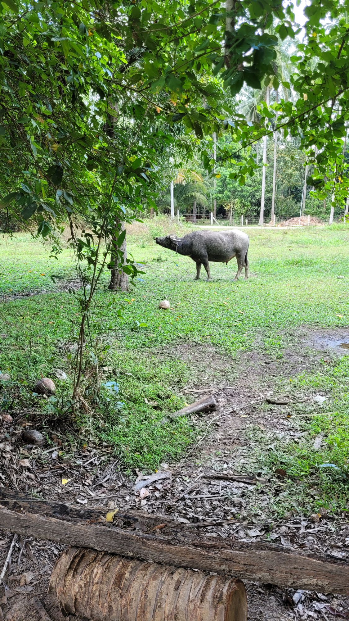 Friendly water buffalos nearby!
