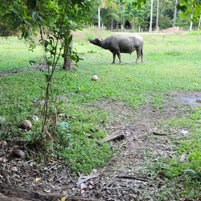 Friendly water buffalos nearby!