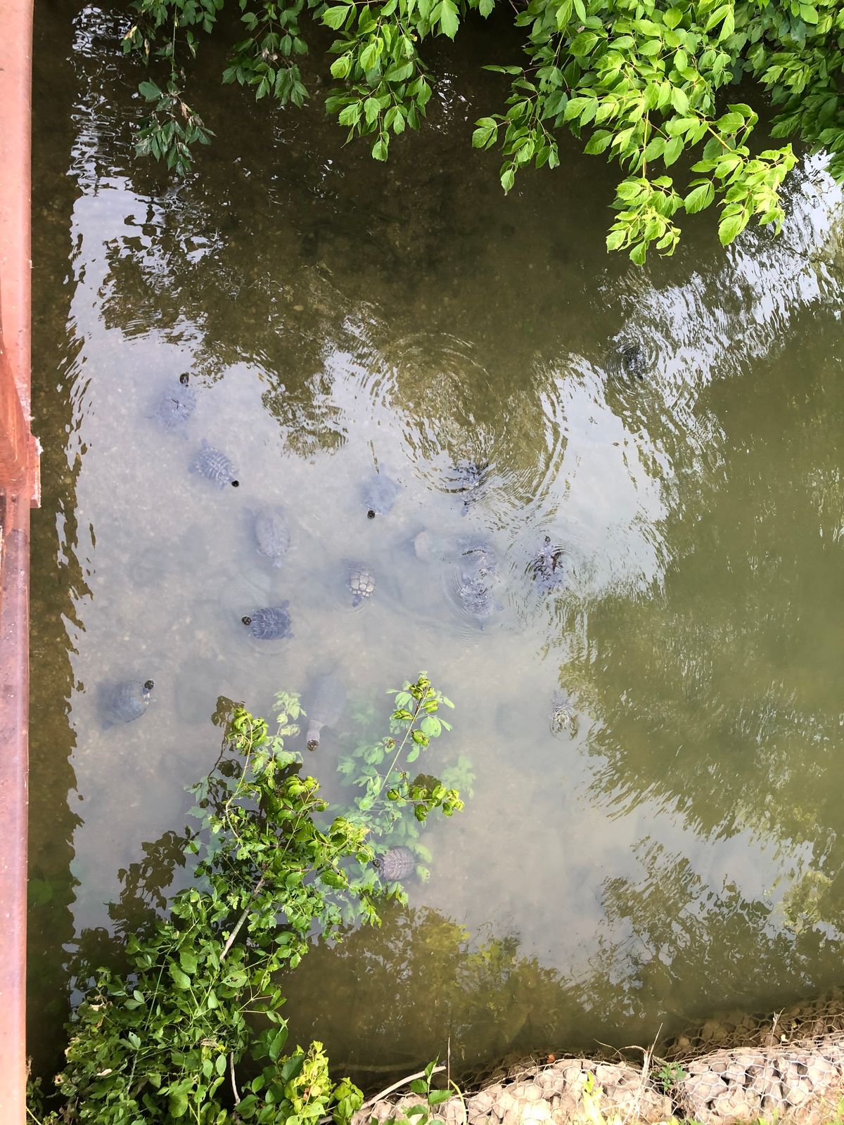 I promise there are turtles during the summer. Bring some fruit to feed them.