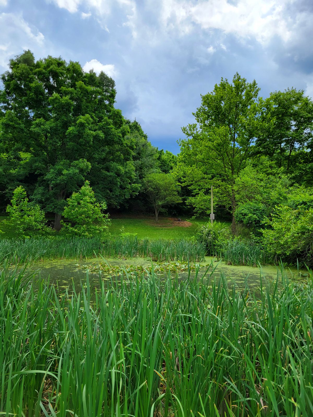Hole 7 looking back across pond at tee pad